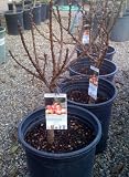 Southern Belle Dwarf Nectarine Tree, Five Gallon Container