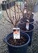 Southern Belle Dwarf Nectarine Tree, Five Gallon Container