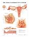 Female Reproductive System Chart