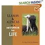 Llamas and Alpacas as a Metaphor for Life