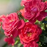 Amazon / Hirts: Roses: OSO EASY Mango Salsa Rose - HARDY /DISEASE RESISTANT - Proven Winners