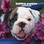 Bulldog Puppies 2007 Calendar