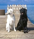 Labrador Retrievers Weekly 2006 Calendar