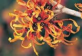 Review Crocus  / Hamamelis x intermedia Jelena