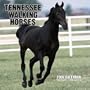 Tennessee Walking Horses 2006 Calendar