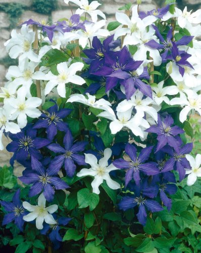 ClematisThe President&reg; und Clematis Mme le Coultre&reg;, je 1 Pflanze im 9cm Topf Preisvergleich