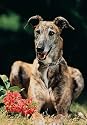 Greyhound 300 Piece Jigsaw Puzzle (07)