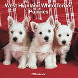 West Highland White Terrier Puppies 2008 Square Wall