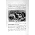 Guinea-Pig Cavies Natural History 1894-95 Animal Print by old-print