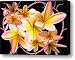 Plumeria and vines Canvas Print / Canvas Art - Artist Evelyn Patrick