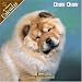 Chow Chow 2008 Wall Calendar by Pet Prints