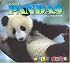 Giant Pandas (Wild Ones)