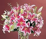 Deluxe Summer Stargazer Lilies