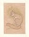 Indian Art Miniatures India Folk Paintings Drawings & Water Color on Paper 5.5 x 8 inches (minianimal027)