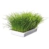 Cat Grass 100g (including tray)