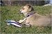 Lupine Small Dog Harness - Cotton Candy (step-in) 10-13 Inches