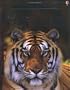 Big Cats (Internet Linked Discovery)