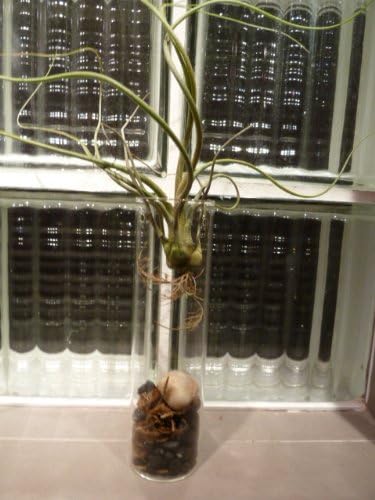 Cylinder Terrarium Air Plant Kit with Pebbles, Moss, and Twine