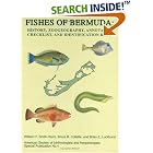 Click here to buy Fishes of Bermuda (Special publication American Society of Ichthyologists and... by  William F. Smith-Vaniz, Bruce B. Collette, and Brian E. Luckhurst.