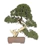 Brussel's Shimpaku Juniper Bonsai Tree