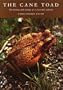 Cane Toad