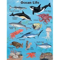 Ocean Life