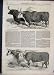 1851 Smithfield Prize Cattle Pembrokeshire Cow Print