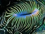 Bivalve of the Tridacna Genus Photographic Poster Print by Andrea Ferrari, 18x24