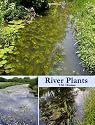 River Plants: The Macrophytic Vegetation of Watercourses