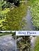 River
Plants:
The
Macrophytic
Vegetation
of
Watercourses