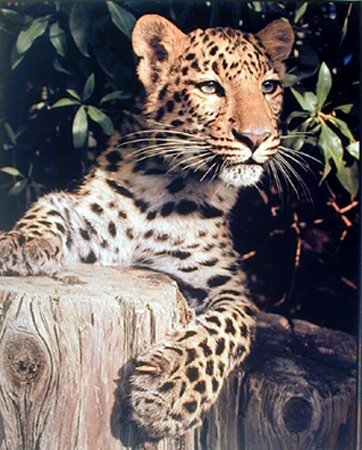 Large image of leopard resting under trees