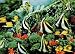 3D Lenticular Picture / Poster 10.5" X 13.5" - AQUARIUM
