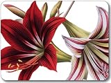 Jason Amaryllis Placemats - Set of 4 (Large)
