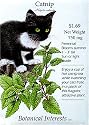 Catnip Seeds 400 Seeds
