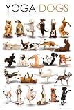 Produkt-Bild: Empire 346520 Dogs Yoga Hunde Poster Plakat - 61 x 91.5 cm