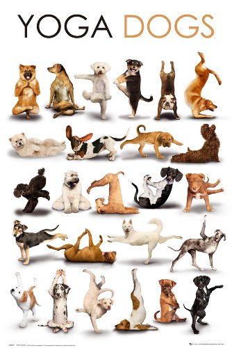 Produkt-Bild: Empire 346520 Dogs Yoga Hunde Poster Plakat - 61 x 91.5 cm