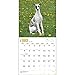 Whippets 2015 Wall Calendar