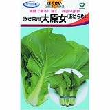 抜き菜用ハクサイ! 大原女(宇治交配) 数量:4ml
