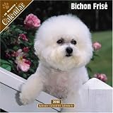 Bichon Frise 2008 Wall Calendar