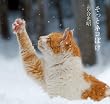 �����ƃl�R�ڂ�