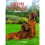 Irish Setters Today