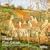 Faur�: Piano Quintets