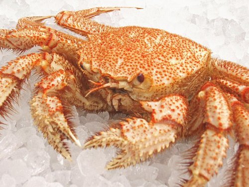 北海道産the【活】毛ガニ約４００ｇ前後