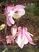 Akelei, rosa (Aquilegia) - Saat