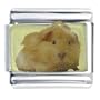 Guinea Pig