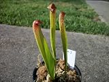 Carnivorous Hooded Pitcher Plant (Sarracenia Minor) 4 inch pot