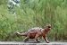 Pinacosaurus Large Dinosaur Figure: Realistic 17 inch long Dino Replica_s-1
