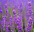 500 TRUE ENGLISH LAVENDER VERA Lavender Augustifolia Vera Herb Flower Seeds