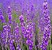 500 TRUE ENGLISH LAVENDER VERA Lavender Augustifolia Vera Herb Flower Seeds