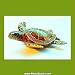 Wild Sea Turtle Box Swarovski Crystals Hawaiian Green Loggerhead Flatback Hawksbill B...
